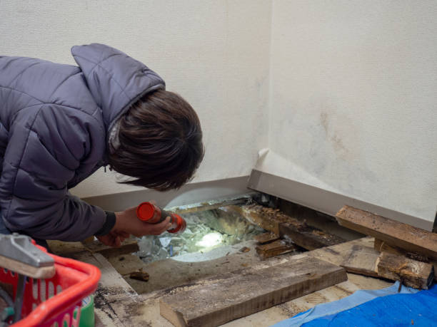 Best Attic Mold Removal  in La Grange, KY