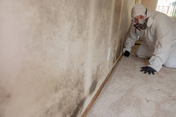Trusted La Grange, KY Mold Removal Experts